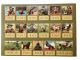 aap noot mies woord/puzzel spel